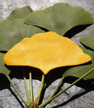 Charger l'image dans la galerie, feuille de Gingko , arbre aux mille écus ,  espèce d'arbre la plus ancienne sur la planète.