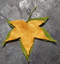 Charger l'image dans la galerie, Broche feuille de Liquidambar jaune doré